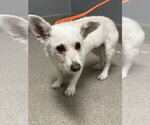 Small Mutt