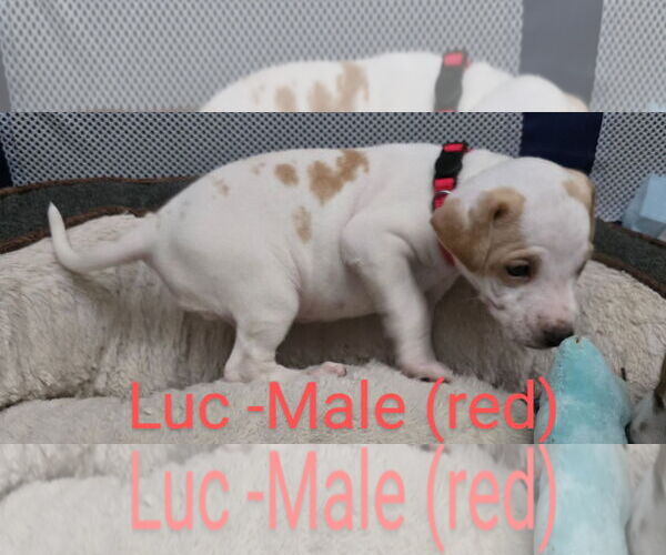 Medium Photo #2 Mutt Puppy For Sale in Ball Ground, GA, USA