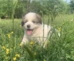 Small Photo #2 Great Pyrenees Puppy For Sale in WESTMORELAND, TN, USA