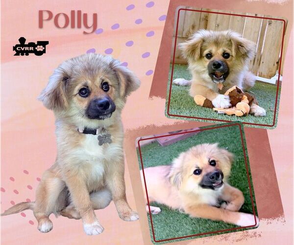 Medium Photo #1 Mutt Puppy For Sale in Lindsay, CA, USA