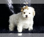 Small #3 Maltipoo (Miniature)