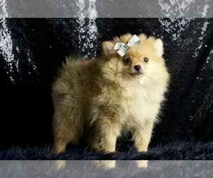 Medium Pomeranian
