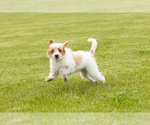 Small #4 Goldendoodle (Miniature)