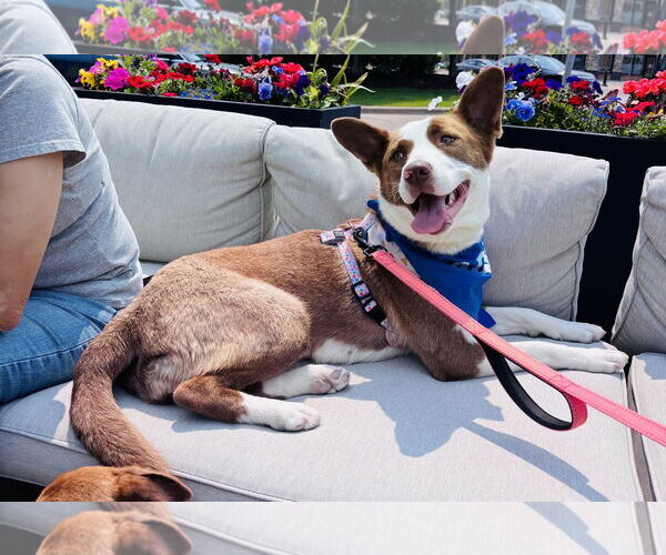 Medium Photo #4 American Pit Bull Terrier-Border Collie Mix Puppy For Sale in Princeton, MN, USA