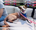 Small #3 American Pit Bull Terrier-Border Collie Mix