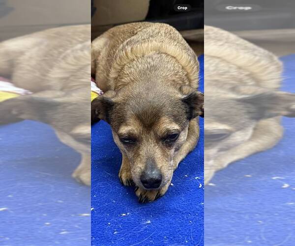 Medium Photo #1 Jack Chi Puppy For Sale in Martinsburg, WV, USA