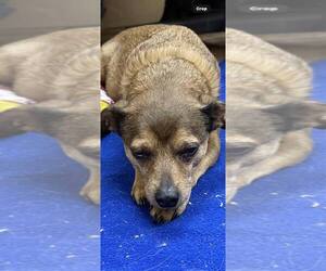 Jack Chi Dogs for adoption in Martinsburg, WV, USA