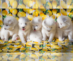 Small Photo #4 Samoyed Puppy For Sale in BROOMFIELD, CO, USA