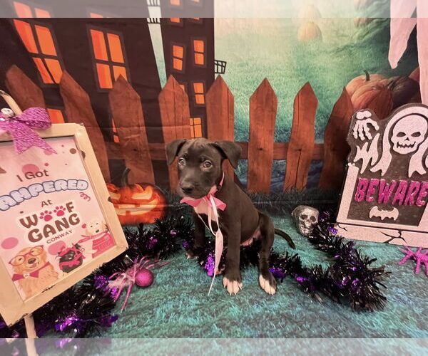 Medium Photo #5 American Pit Bull Terrier-Labrador Retriever Mix Puppy For Sale in Sanford, FL, USA