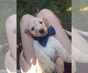 Goldendoodle Puppy for sale in ZEBULON, NC, USA