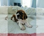 Puppy Brown girl Basset Hound