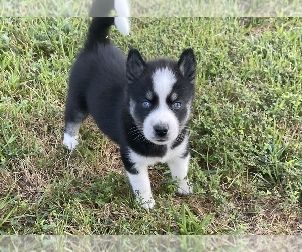 Medium Photo #1 Siberian Husky Puppy For Sale in CEDAR HILL, MO, USA