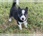 Small Photo #1 Siberian Husky Puppy For Sale in CEDAR HILL, MO, USA