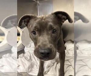 American Pit Bull Terrier Dogs for adoption in Waco, TX, USA