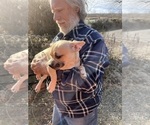 Small Photo #62 French Bullhuahua Puppy For Sale in SPRAGGS, PA, USA