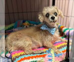 Small #1 Shih Tzu Mix
