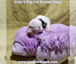 Small Photo #9 Dogo Argentino Puppy For Sale in PINEVILLE, MO, USA