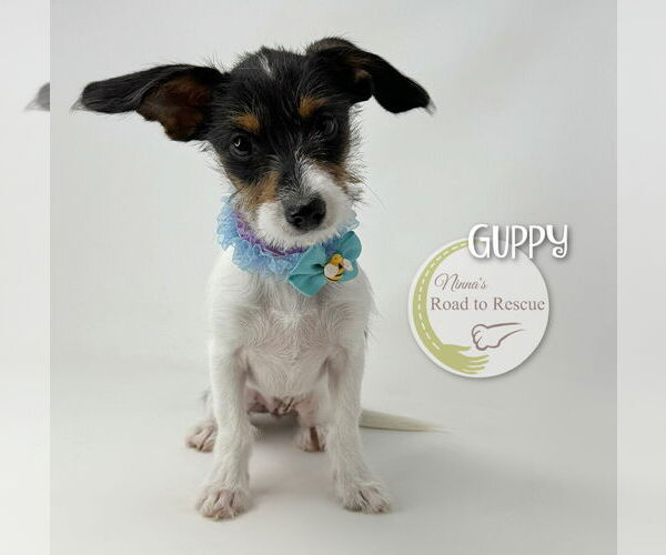 Medium Photo #2 Jack Russell Terrier-Unknown Mix Puppy For Sale in Benton, LA, USA