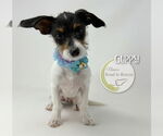 Small #1 Jack Russell Terrier Mix