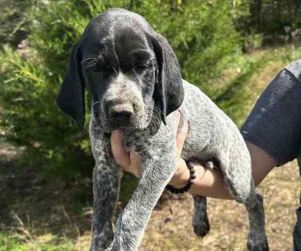 Medium Photo #1 German Shorthaired Pointer Puppy For Sale in RATTAN, OK, USA
