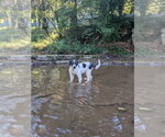 Small #3 Great Pyrenees Mix