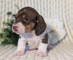 Small Photo #32 Dachshund Puppy For Sale in GOSHEN, IN, USA
