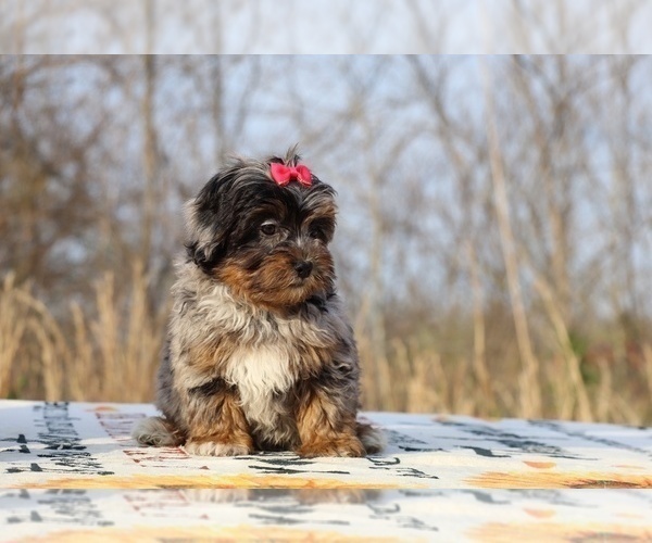 Medium Photo #11 ShihPoo Puppy For Sale in DYERSBURG, TN, USA