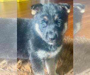 Siberian Husky-Unknown Mix Dogs for adoption in Holly Springs, NC, USA