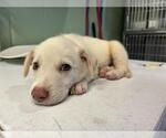 Small Labrador Retriever Mix