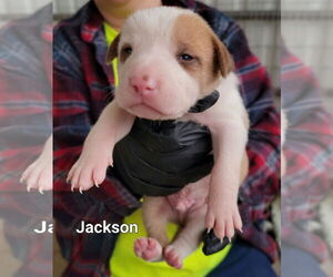 Jackson - Male Chow Chow-Unknown Mix Dog for Adoption - Photo #7
