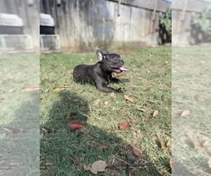 French Bulldog Puppy for sale in VALLEJO, CA, USA