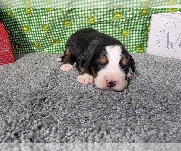 Medium Photo #7 Bernese Mountain Dog Puppy For Sale in BLACK FOREST, CO, USA