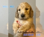 Small Photo #3 Goldendoodle Puppy For Sale in BURLESON, TX, USA
