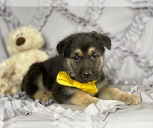 German Shepherd Dog Puppy for sale in LANCASTER, PA, USA