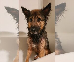 Renn - Female Mutt Dog for Adoption - Photo #3