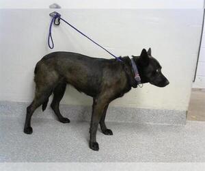 German Shepherd Dog-Unknown Mix Dogs for adoption in Pasadena, TX, USA