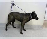 Small German Shepherd Dog Mix