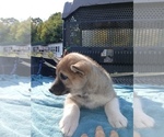 Small #1 Siberian Husky