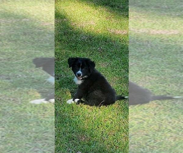 Medium Photo #1 Australian Shepherd Puppy For Sale in GATESVILLE, NC, USA