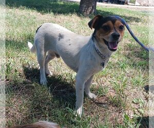 Rat Terrier-Unknown Mix Dogs for adoption in Chico, CA, USA
