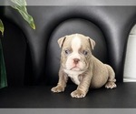 Puppy 2 English Bulldog