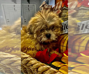 Pom-Shi-Shih Tzu Mix Puppy for sale in MOUNT CLEMENS, MI, USA
