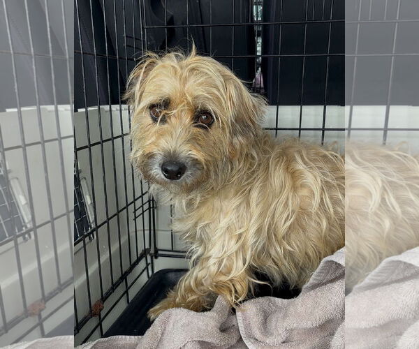 Medium Photo #1 Silky Terrier-Unknown Mix Puppy For Sale in Holly Springs, NC, USA