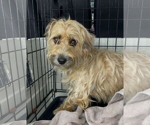 Silky Terrier-Unknown Mix Dogs for adoption in Holly Springs, NC, USA