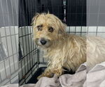 Small Silky Terrier Mix