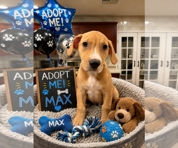 Medium Photo #1 Beagle-Unknown Mix Puppy For Sale in Queen Creek, AZ, USA