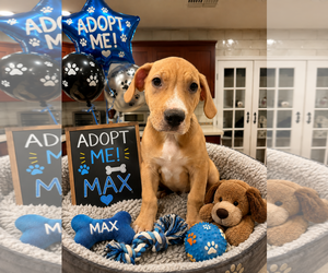 Beagle-Unknown Mix Dogs for adoption in Queen Creek, AZ, USA