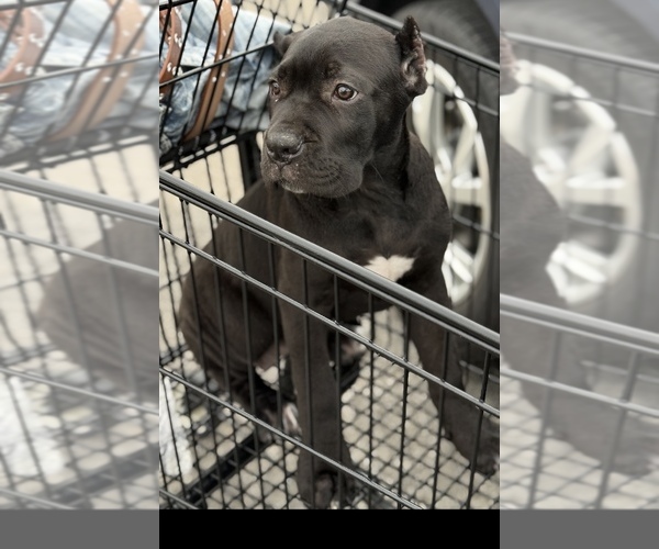 Medium Photo #11 Cane Corso Puppy For Sale in ANDERSON, IN, USA