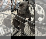Small Photo #11 Cane Corso Puppy For Sale in ANDERSON, IN, USA