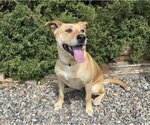 Small Photo #2 American Staffordshire Terrier-Unknown Mix Puppy For Sale in Albuquerque, NM, USA